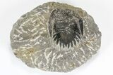 Lot: Assorted Devonian Trilobites - Pieces #80636-3